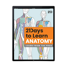 Load image into Gallery viewer, 21 Days to Learn Anatomy